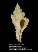 EOCENE-LUTETIAN Favartia frondosa
